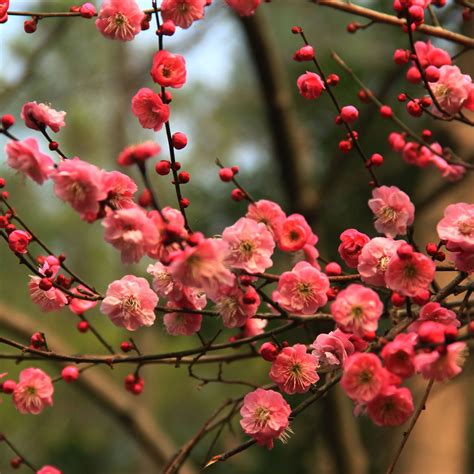 紅梅花樹